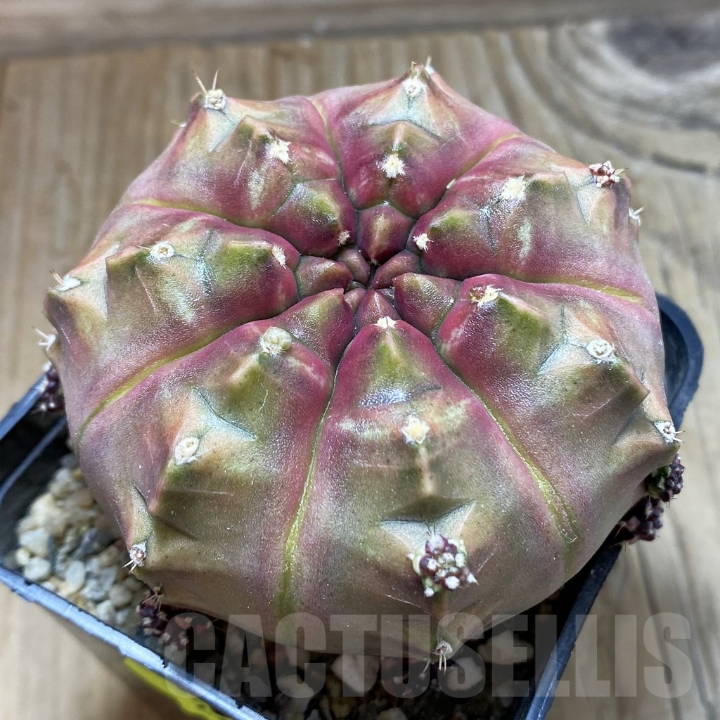 SH17954 Gymnocalycium mihanovichii 'Day Dream', seedling