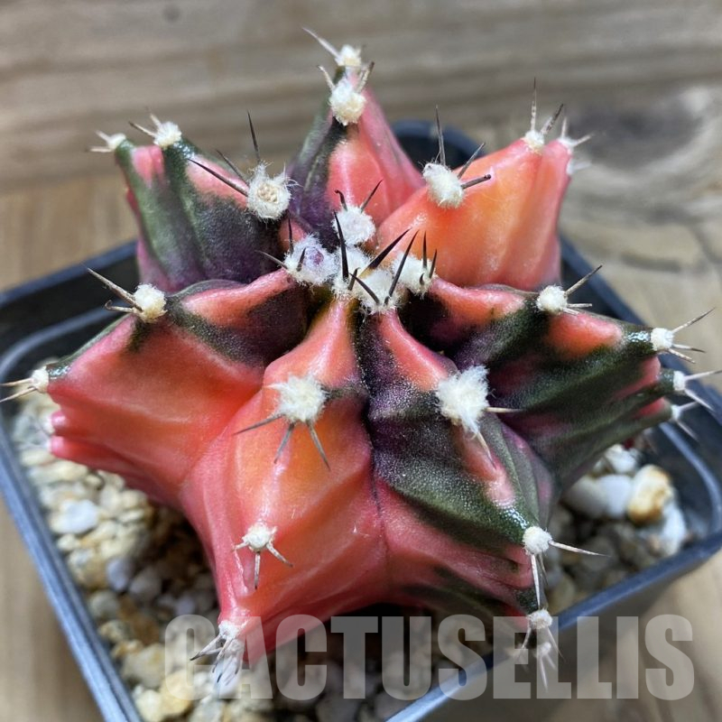 SH17963 Gymnocalycium mihanovichii f. variegata, seedling