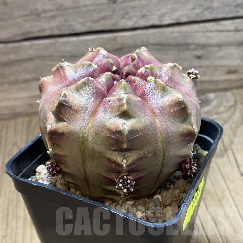 SH17954 Gymnocalycium mihanovichii 'Day Dream', seedling - 画像 (2)