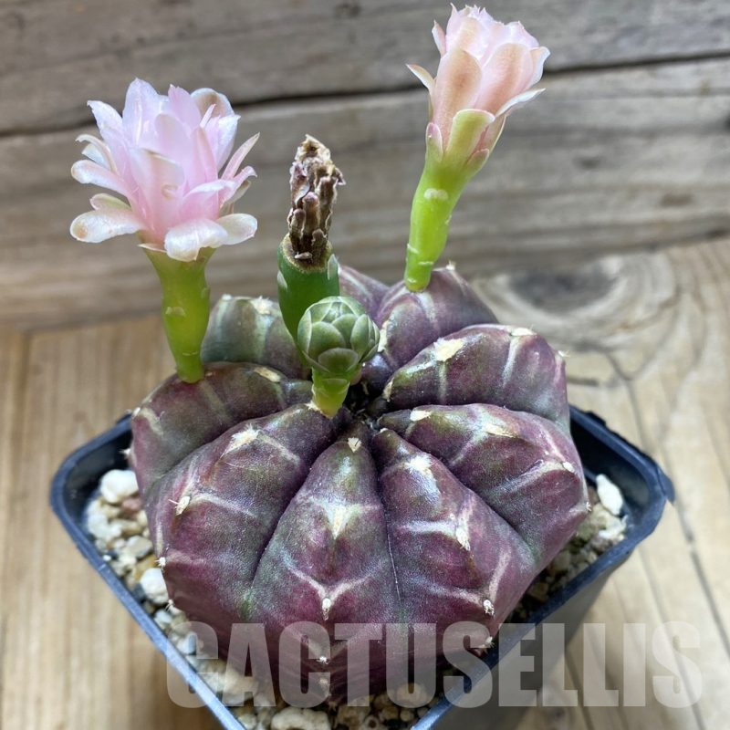 SH17955 Gymnocalycium mihanovichii 'Day Dream', seedling