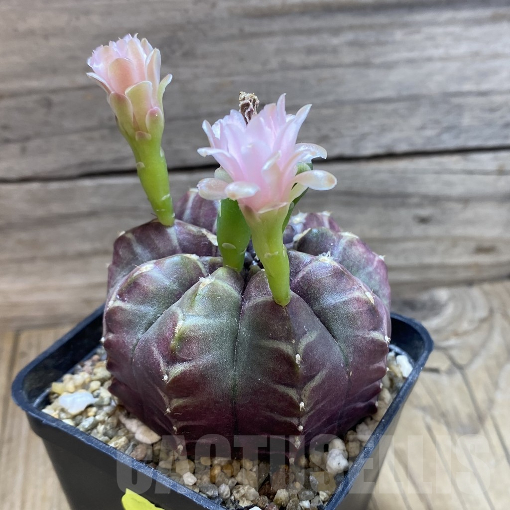 SH17955 Gymnocalycium mihanovichii 'Day Dream', seedling - 画像 (2)