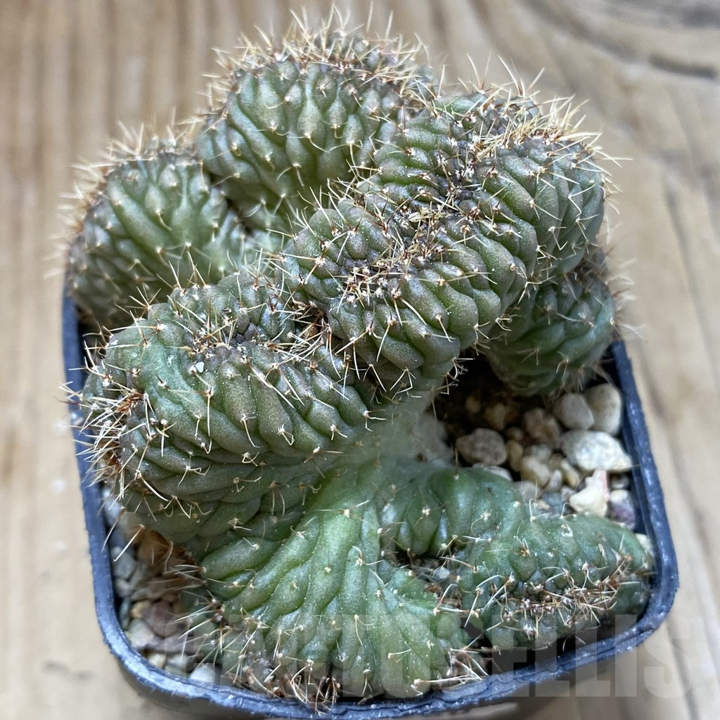 SH17980 Gymnocalycium sp. f.cristata - immagine 2