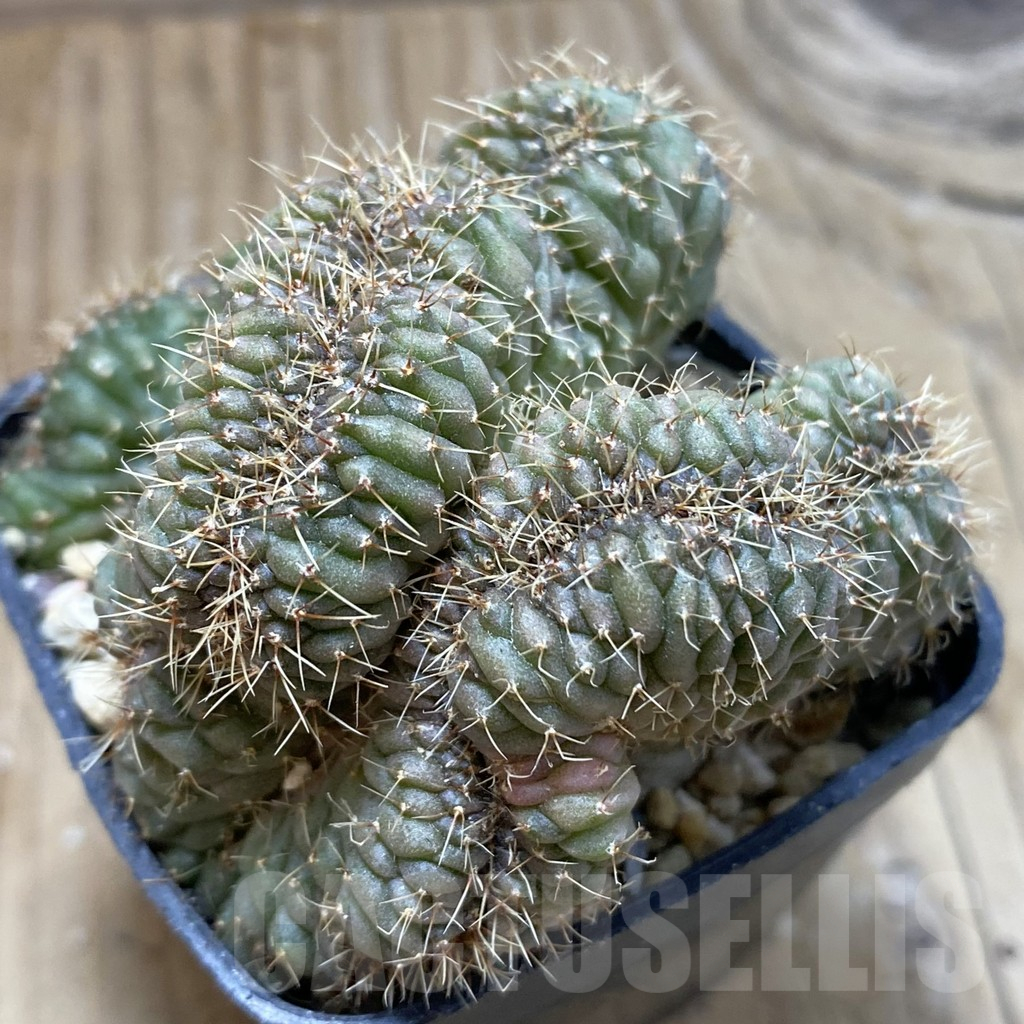SH17980 Gymnocalycium sp. f.cristata
