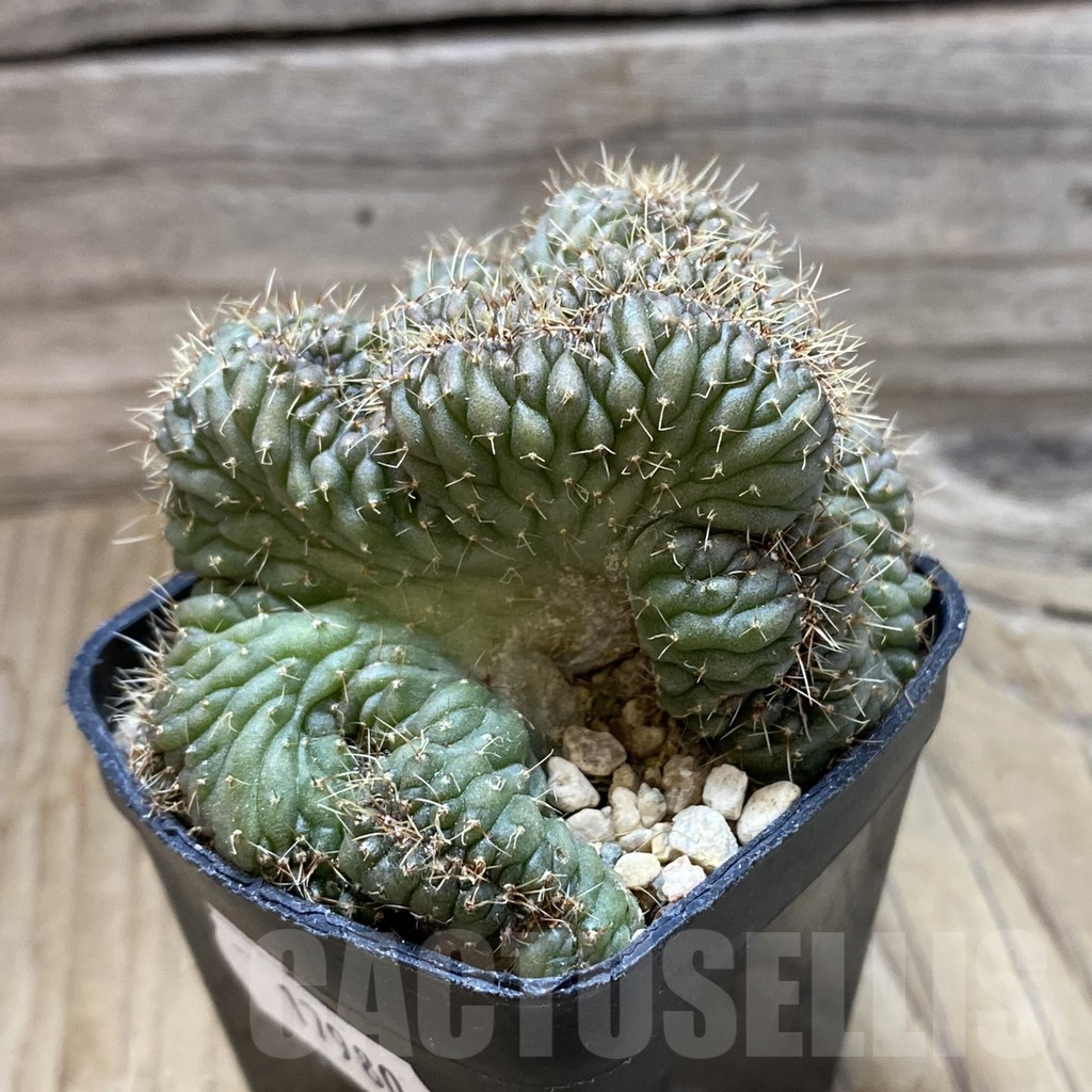 SH17980 Gymnocalycium sp. f.cristata - immagine 3