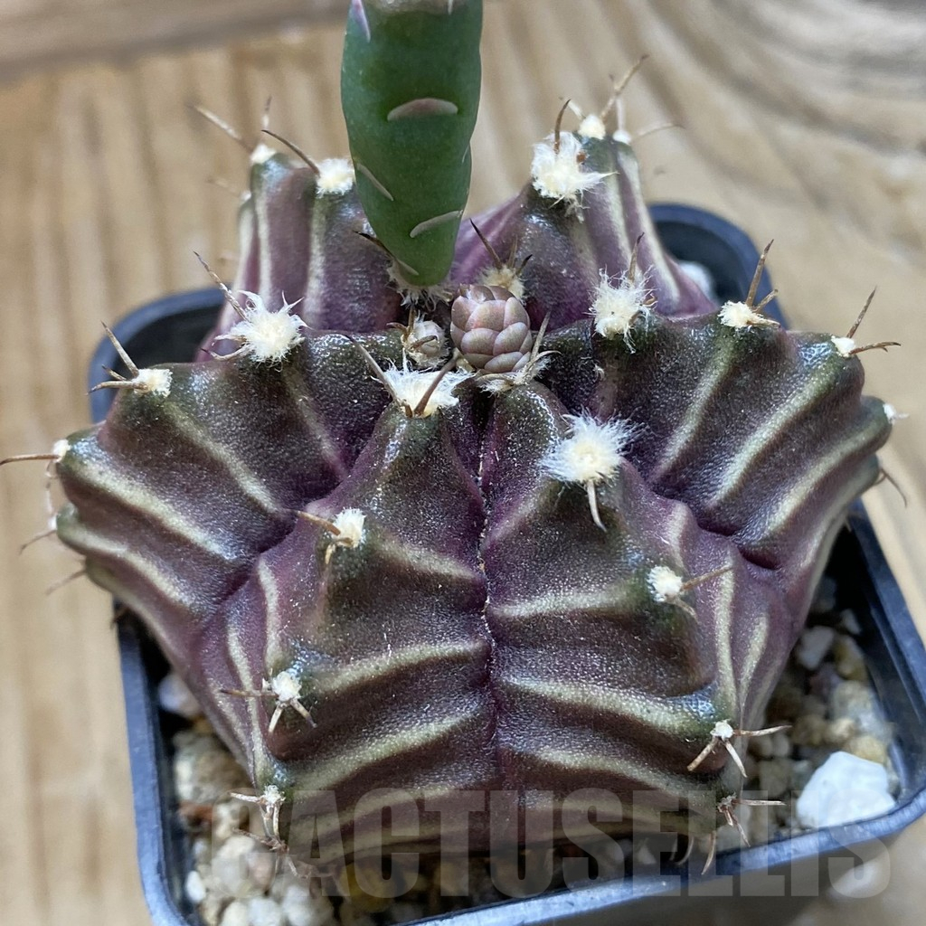 SH17981 Gymnocalycium mihanovichii 6-ribs, seedling