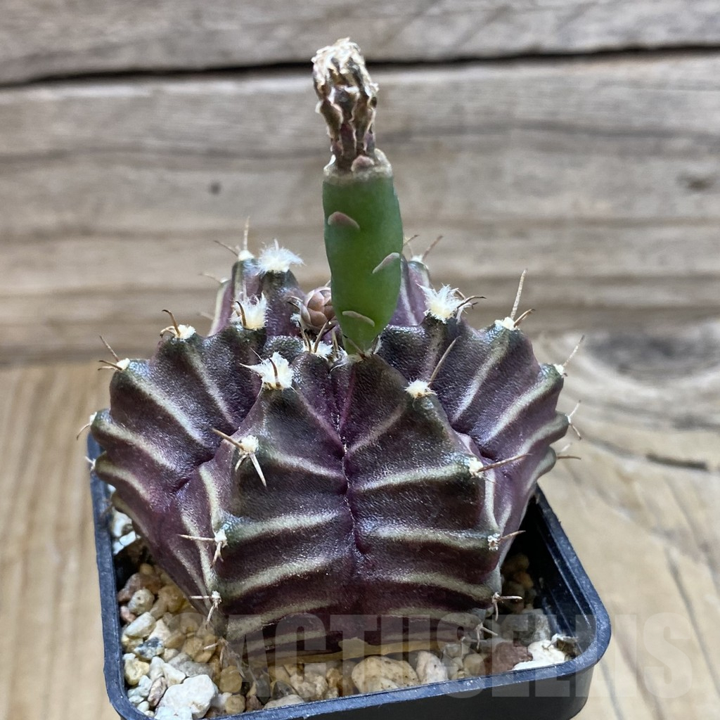 SH17981 Gymnocalycium mihanovichii 6-ribs, seedling - Imagen 2