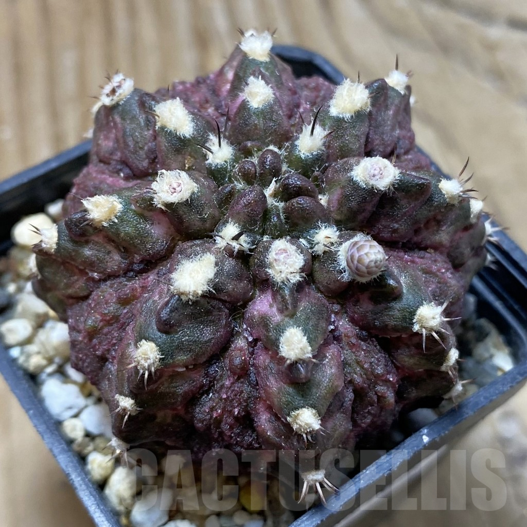 SH17982 Gymnocalycium mihanovichii 'T-Rex', seedling