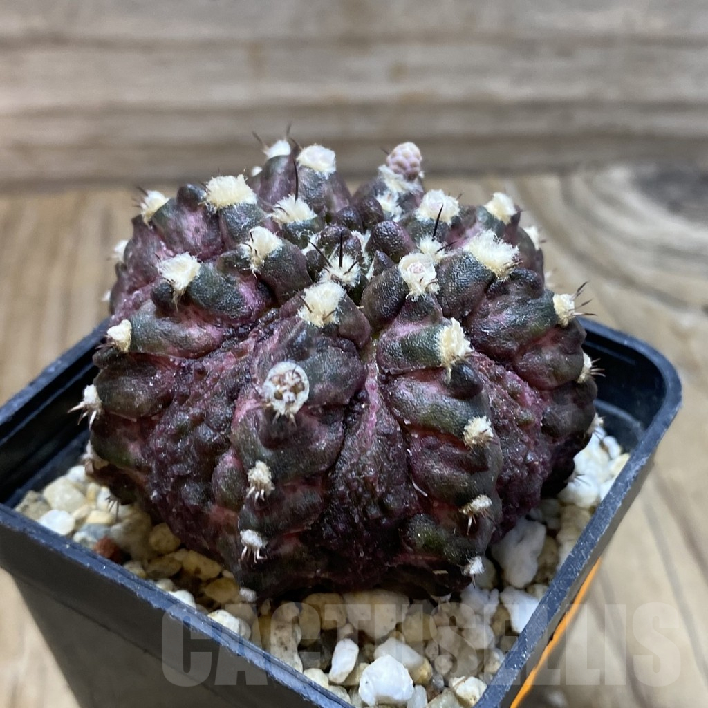 SH17982 Gymnocalycium mihanovichii 'T-Rex', seedling - Image 2