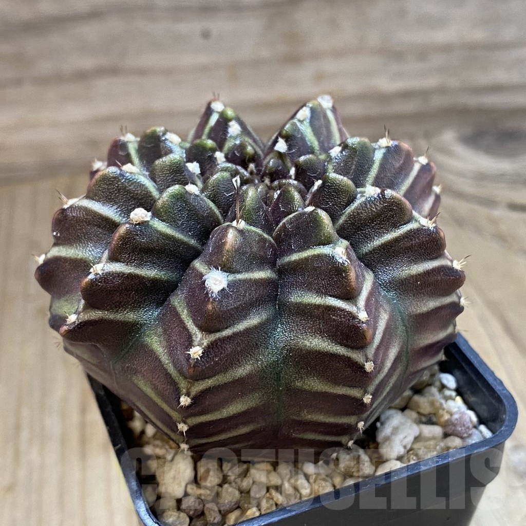 SH2820 Gymnocalycium mihanovichii ‘Nana’ x ‘Day Dream’, seedling - immagine 2
