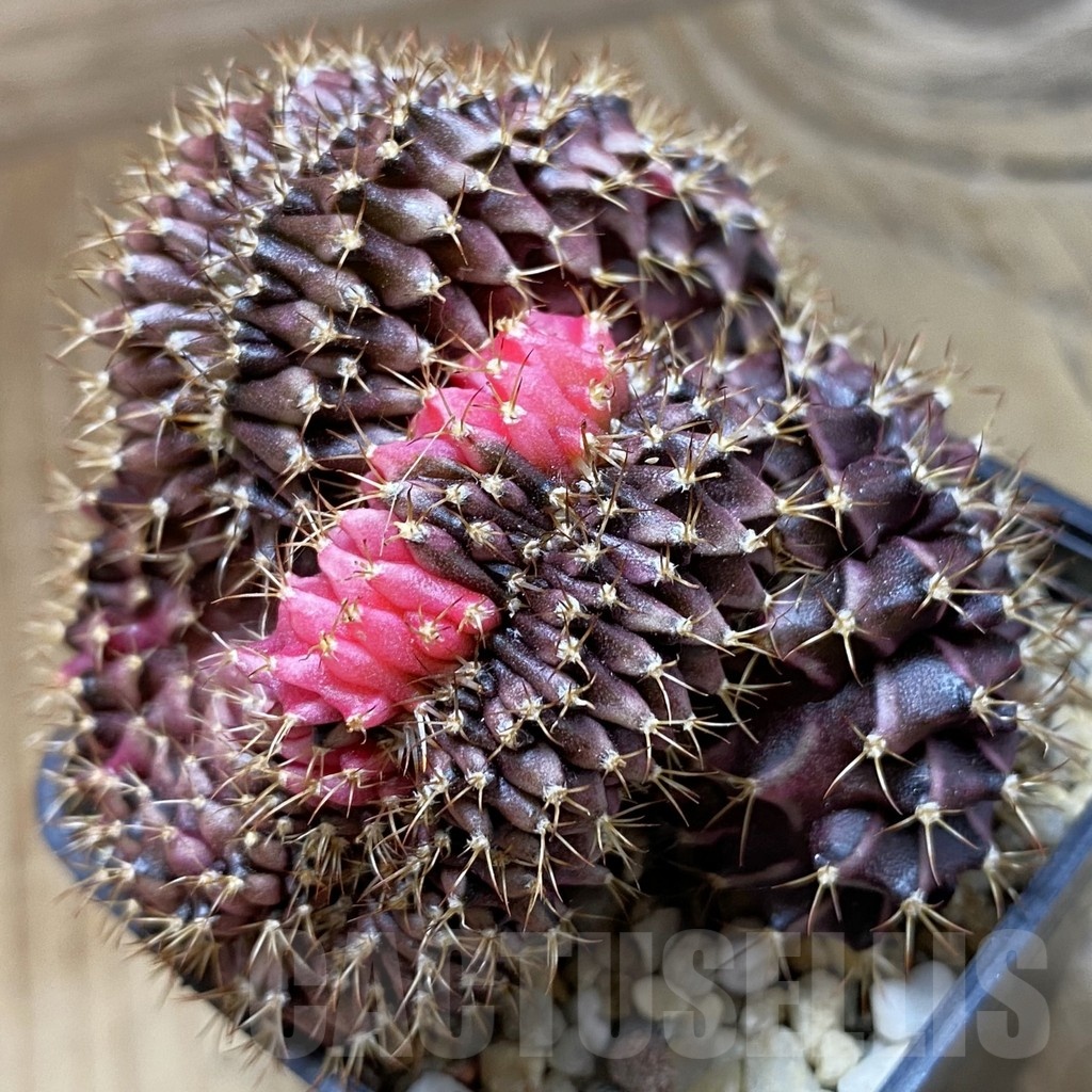 SH2667 Gymnocalycium mihanovichii variegata f. cristata, seedling