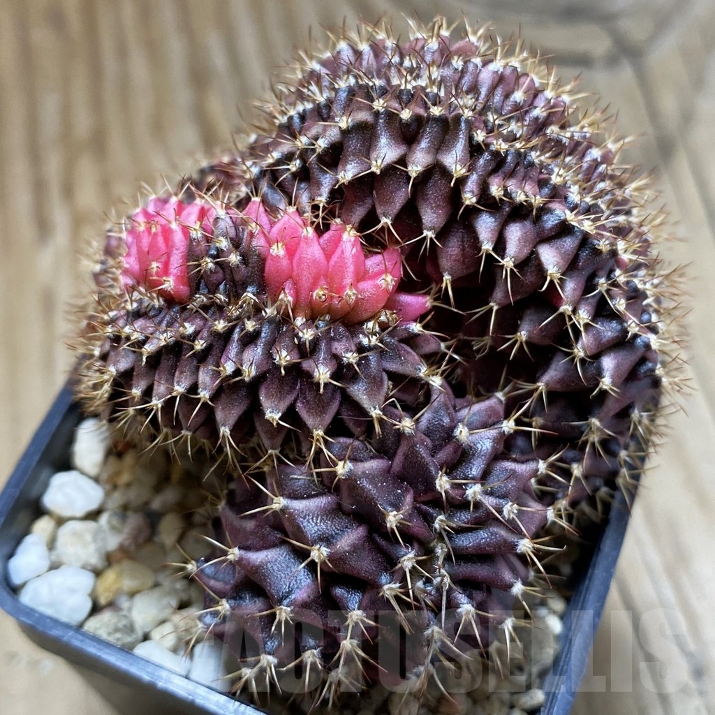 SH2667 Gymnocalycium mihanovichii variegata f. cristata, seedling - Image 2