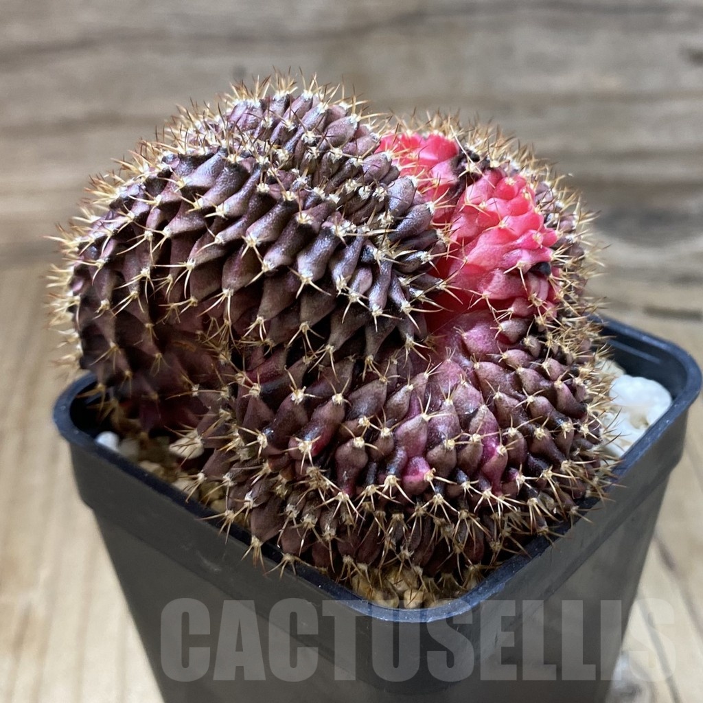 SH2667 Gymnocalycium mihanovichii variegata f. cristata, seedling - Image 3