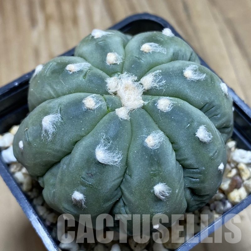 SH3314 Astrophytum asterias ‘Kikko’