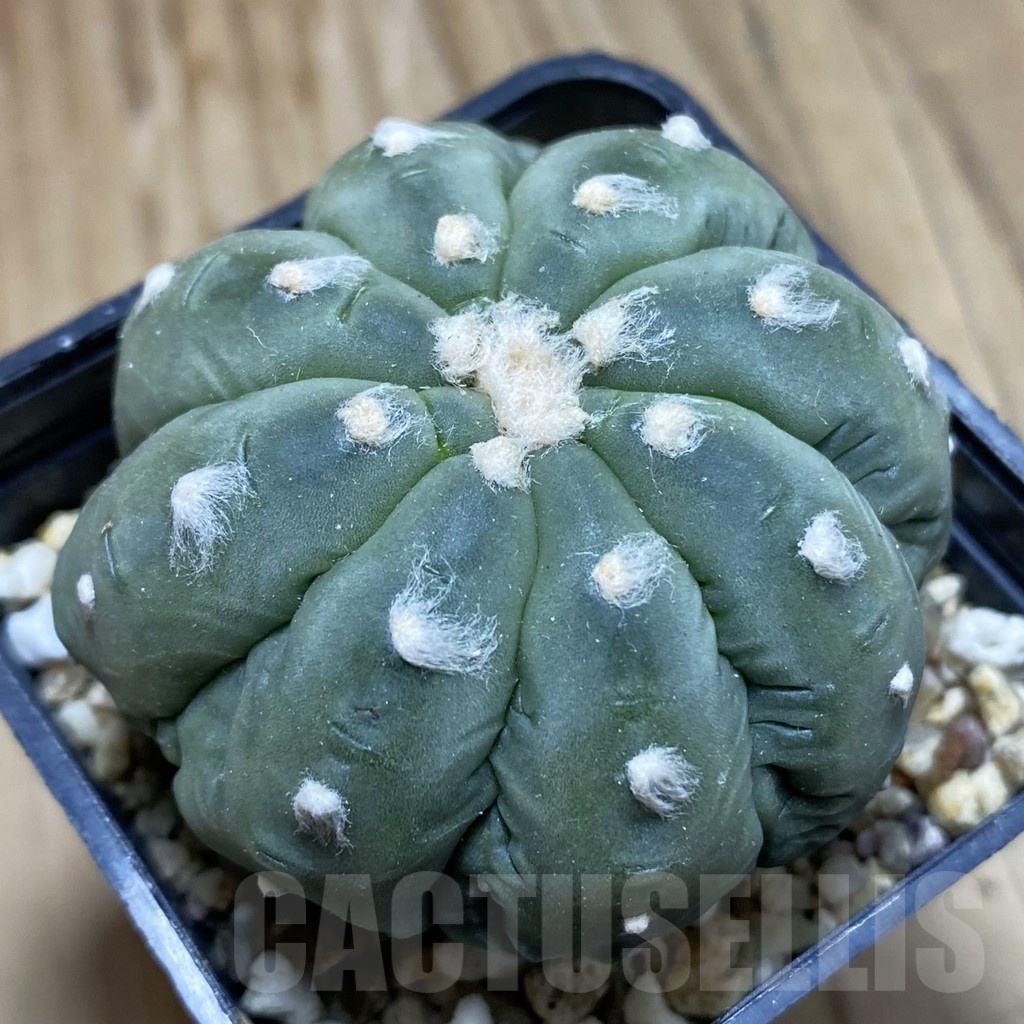 SH3314 Astrophytum asterias ‘Kikko’