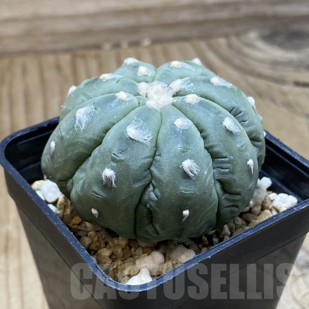 SH3314 Astrophytum asterias ‘Kikko’ - Image 2