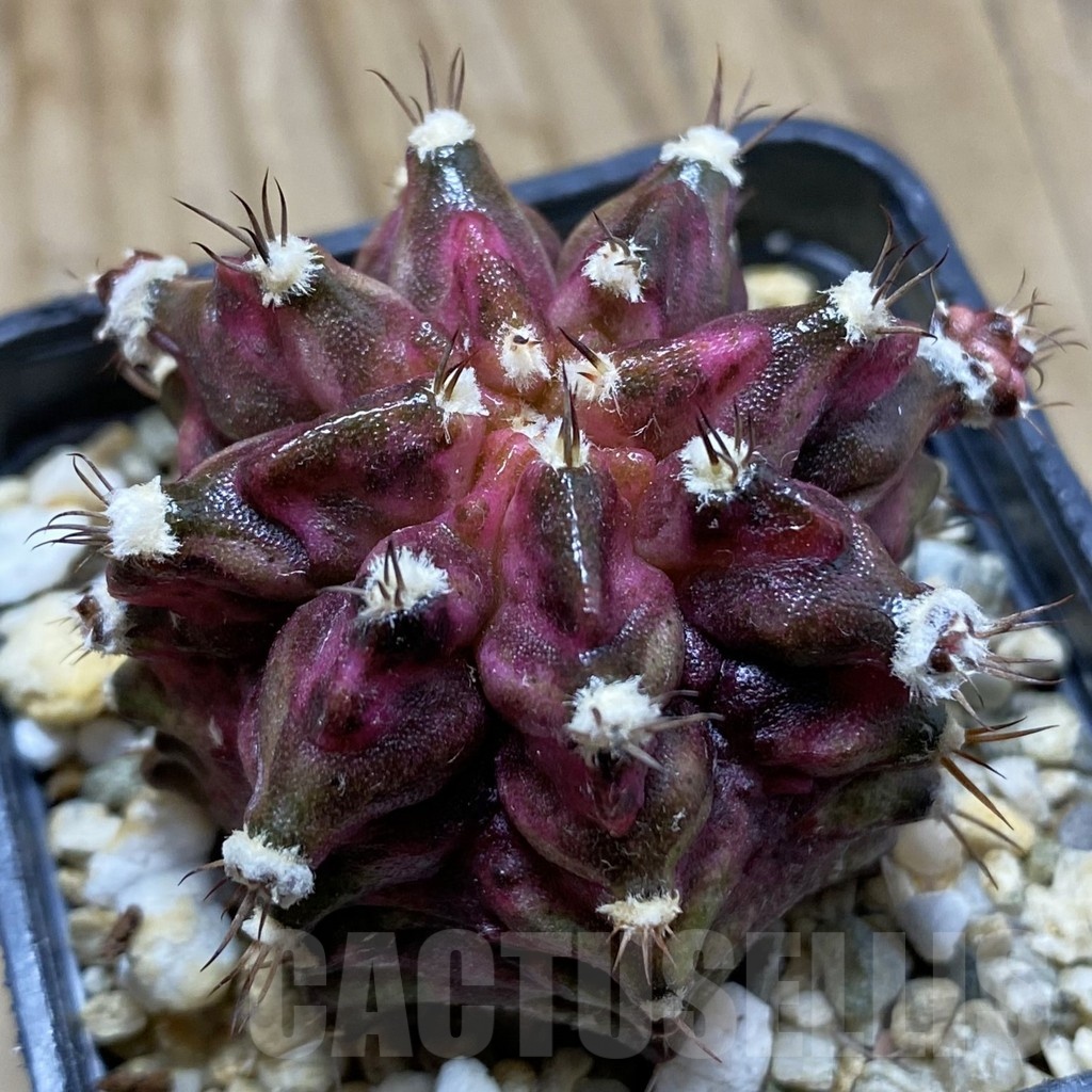 SH3766 Gymnocalycium mihanovichii ‘T-Lux’, seedling