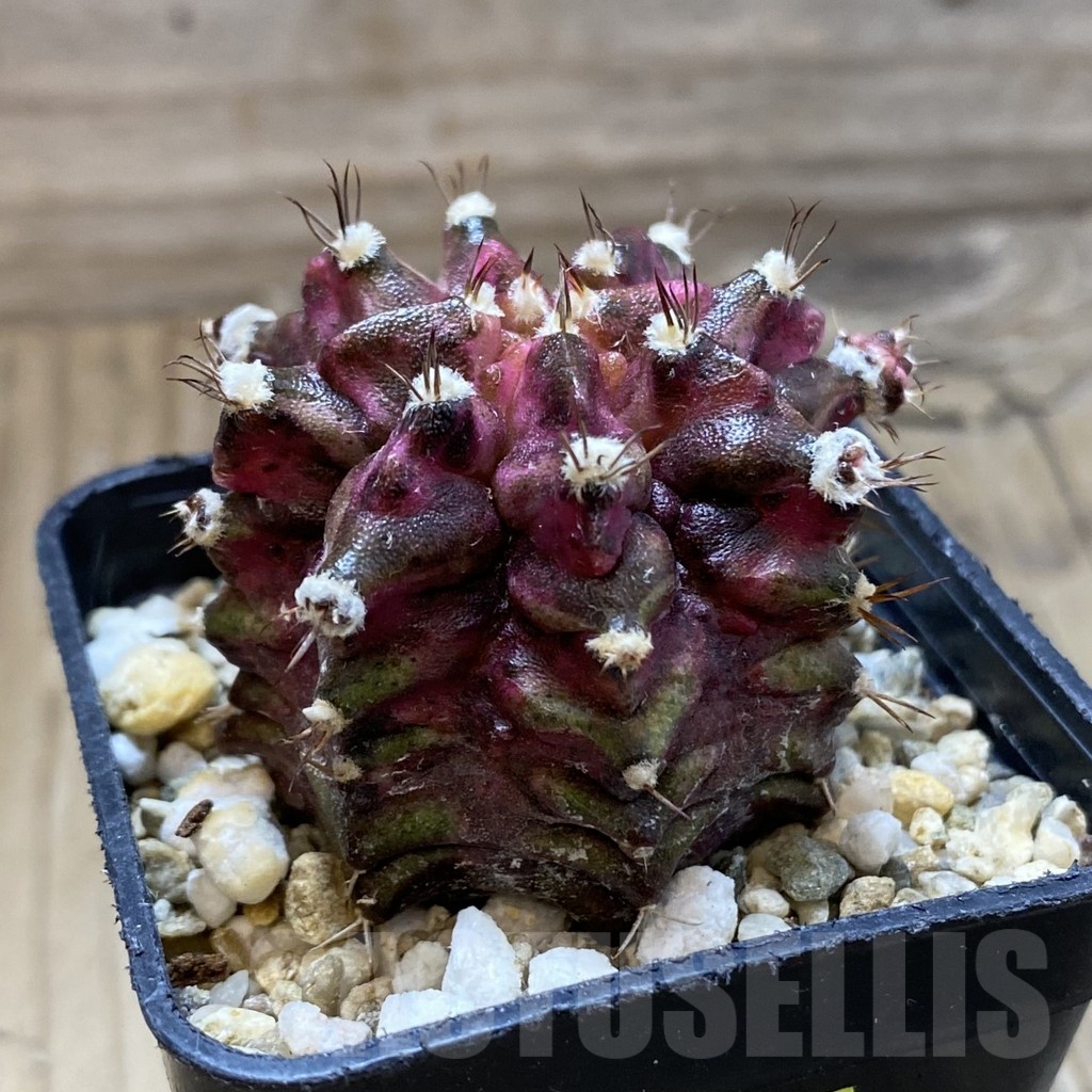 SH3766 Gymnocalycium mihanovichii ‘T-Lux’, seedling – Image 2