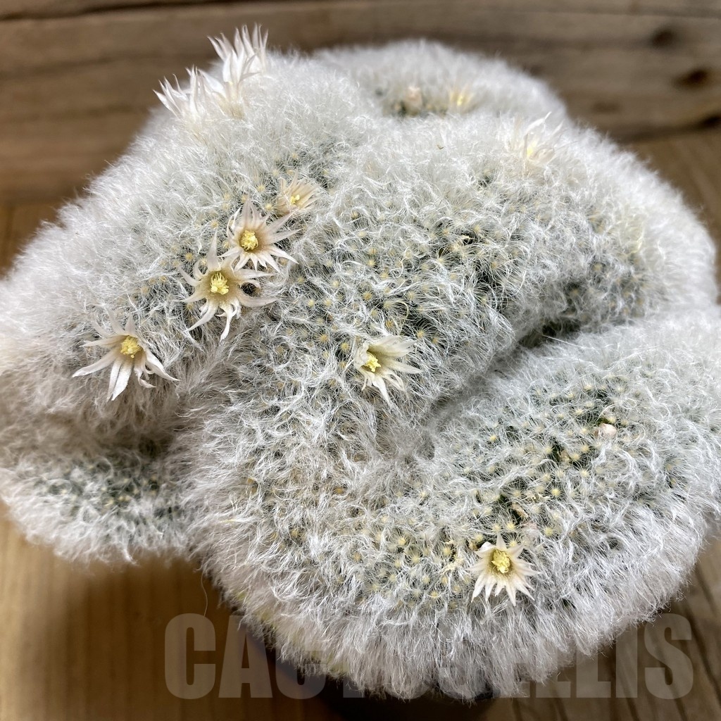 SH3458 Mammillaria bocasana f. cristata