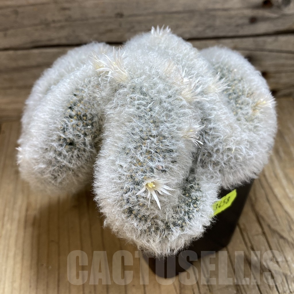 SH3458 Mammillaria bocasana f. cristata - Image 3