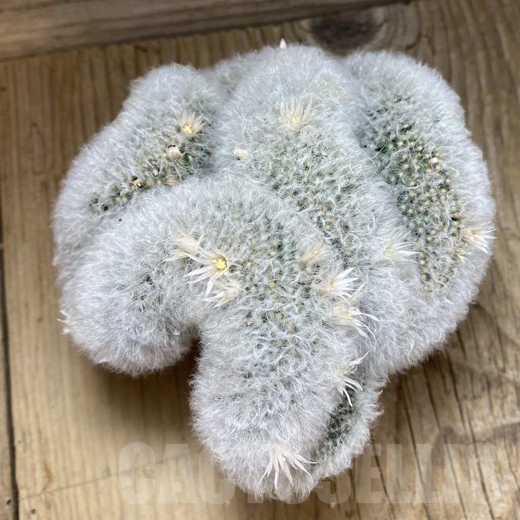 SH3458 Mammillaria bocasana f. cristata - Image 2