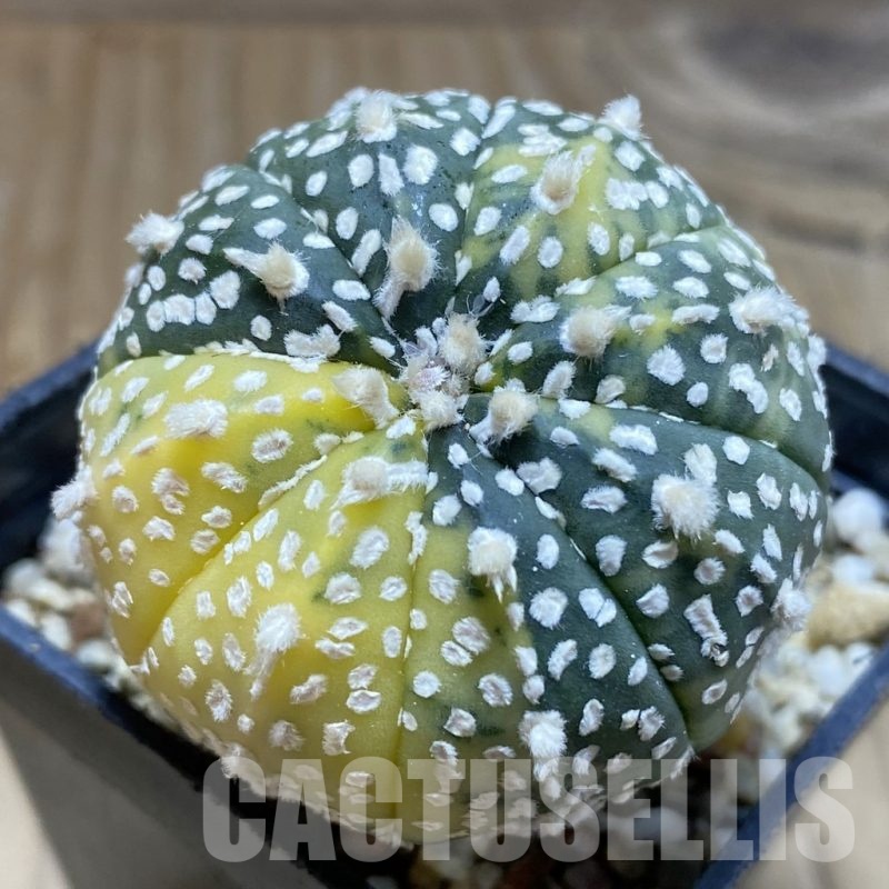 SH1427 Astrophytum asterias ‘Super kabuto’ f. variegata