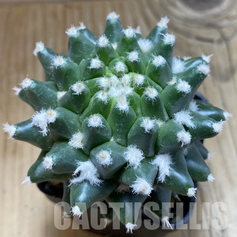 SH1431 Mammillaria bucareliensis ‘Erusamu’ f. variegata