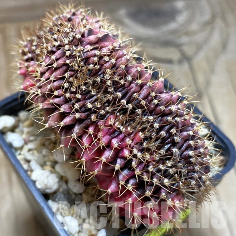 SH1970 Gymnocalycium mihanovichii variegata f. cristata, seedling