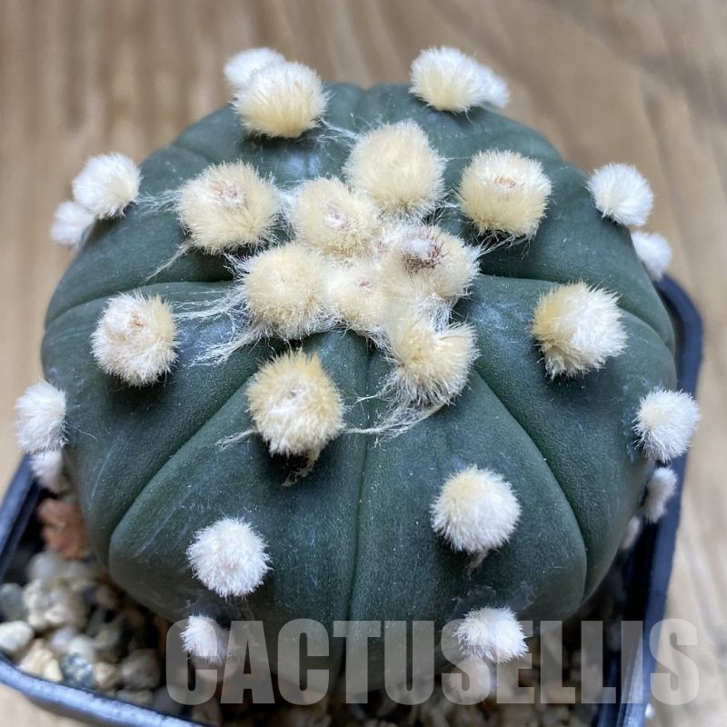 SH1982 Astrophytum asterias 'Ooibo', seedling