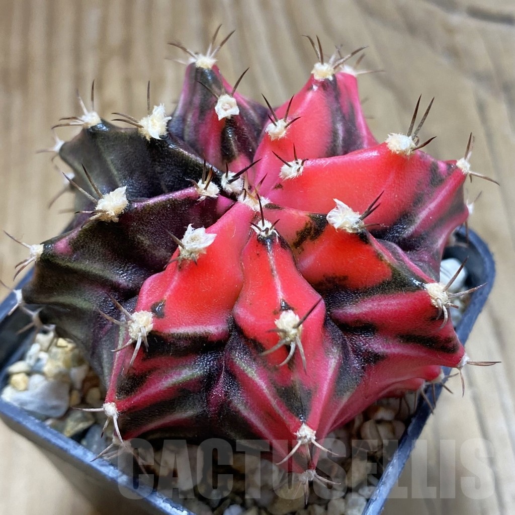 SH2193 Gymnocalycium mihanovichii f. variegata, seedling