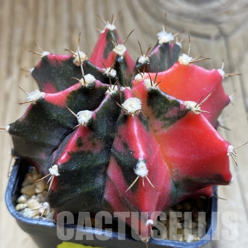 SH2195 Gymnocalycium mihanovichii f. variegata, seedling