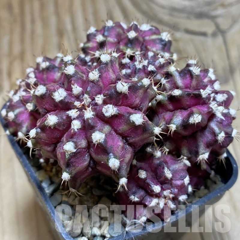 SH2391 Gymnocalycium mihanovichii ‘T-Lux’ hybrid, seedling