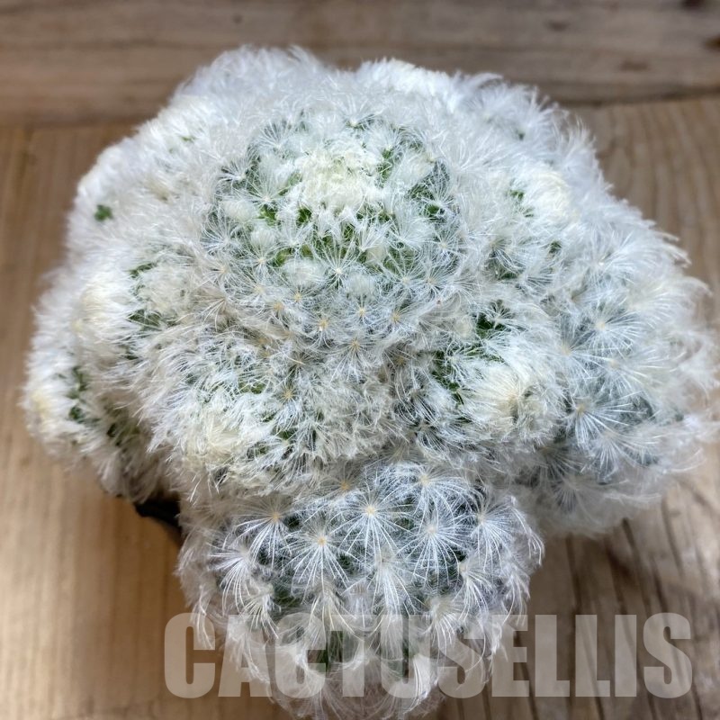 SH1922 Mammillaria plumosa