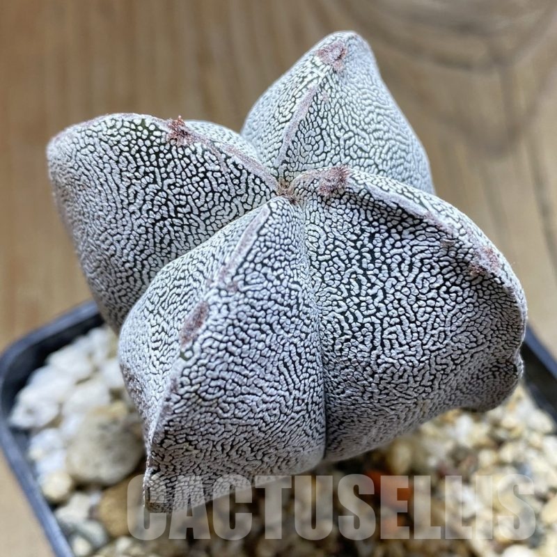 SH2465 Astrophytum myriostigma ‘Onzuka’ v. quadricostatum