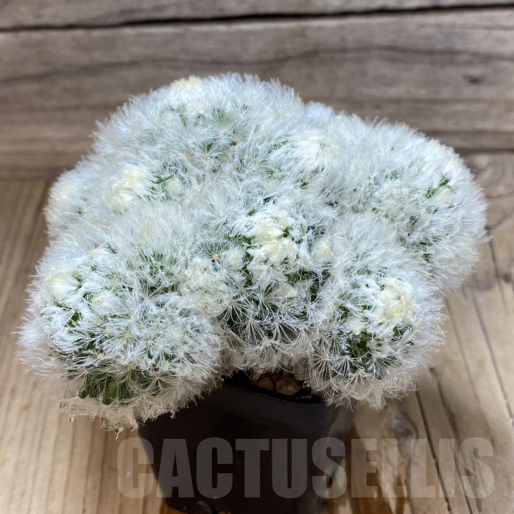 SH1915 Mammillaria plumosa - Зображення 2