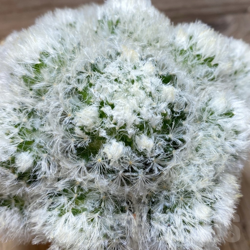 SH2355 Mammillaria plumosa hybrid