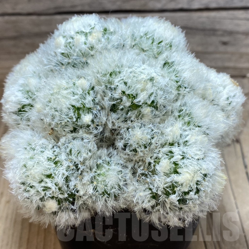 SH2355 Mammillaria plumosa hybrid - Зображення 2