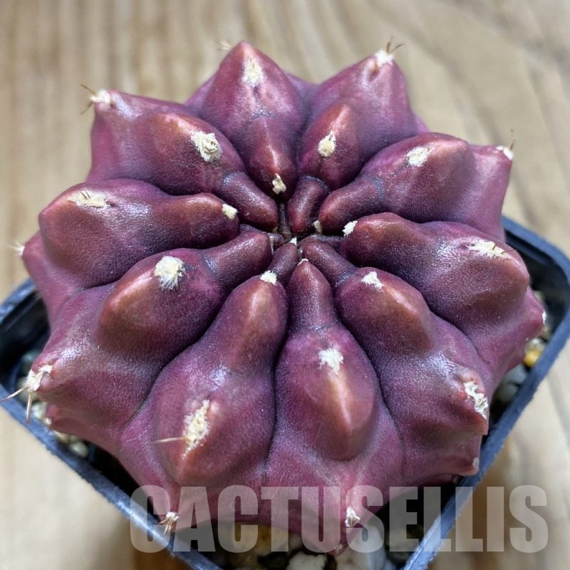 SH2589 Gymnocalycium mihanovichii ‘Day Dream’, seedling