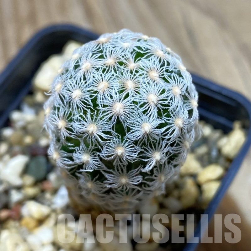 SH1468 Mammillaria theresae v. minima
