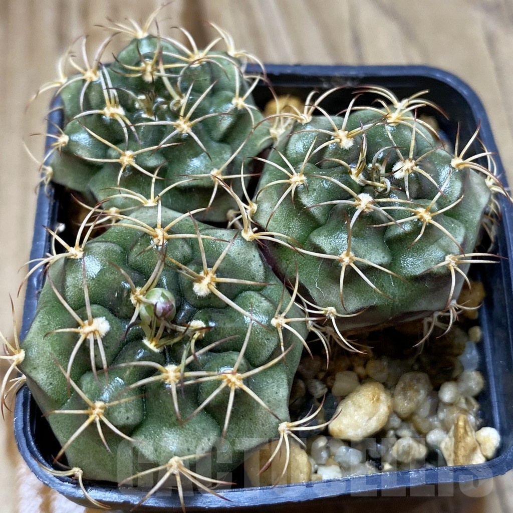 SH2427 Gymnocalycium damsii v. tucavocense, 3 plants
