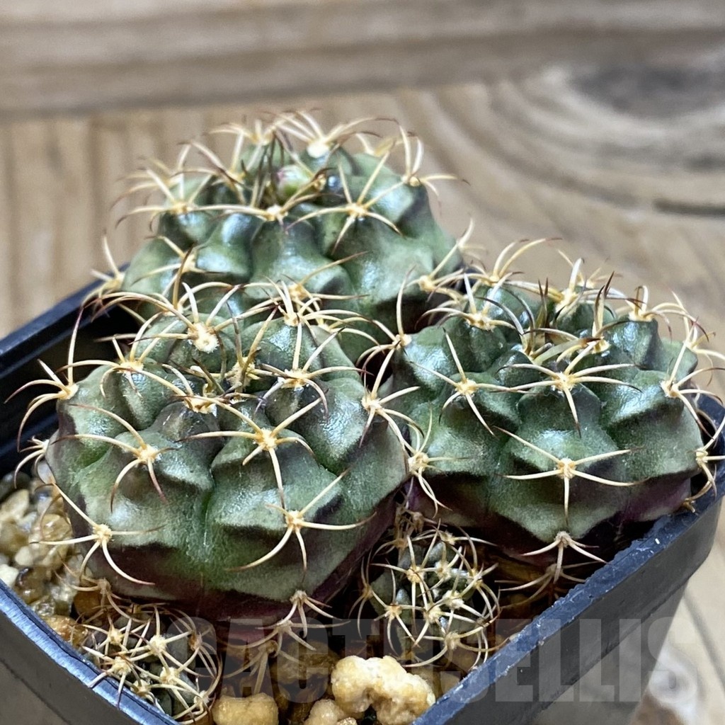 SH2427 Gymnocalycium damsii v. tucavocense, 3 plants - Image 2