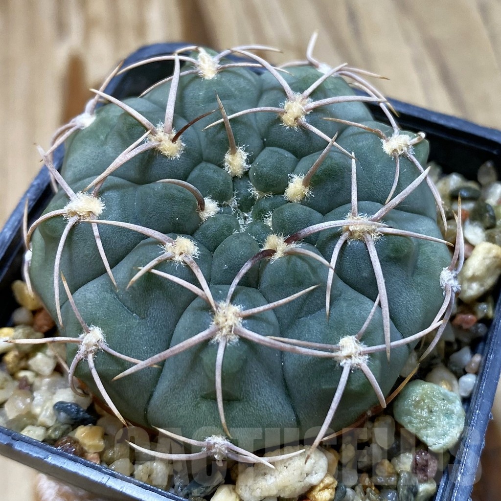 SH2449 Gymnocalycium ochoterenae VG 250