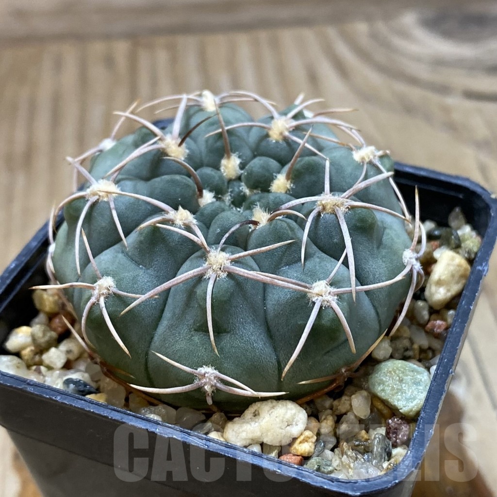 SH2449 Gymnocalycium ochoterenae VG 250 - Obrázek 2
