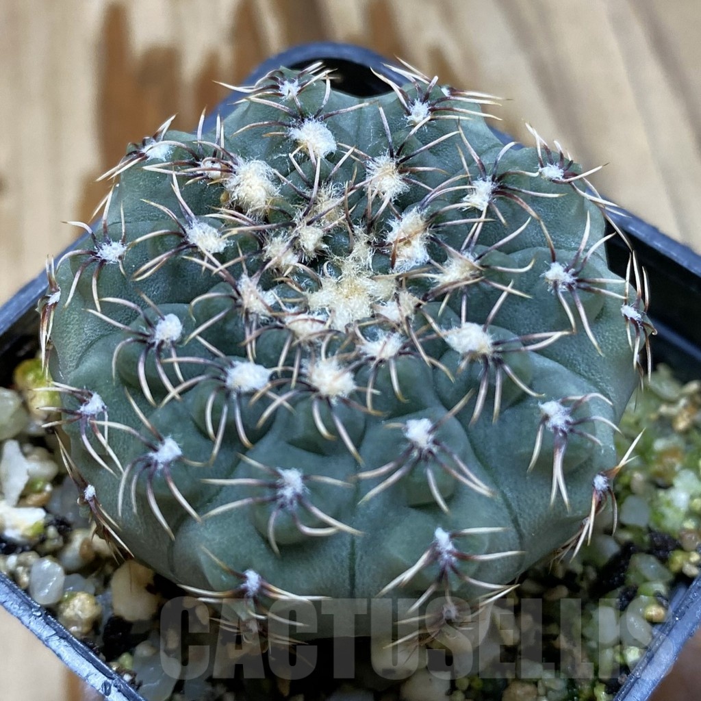 SH2453 Gymnocalycium stellatum v. zantnerianum VG 342