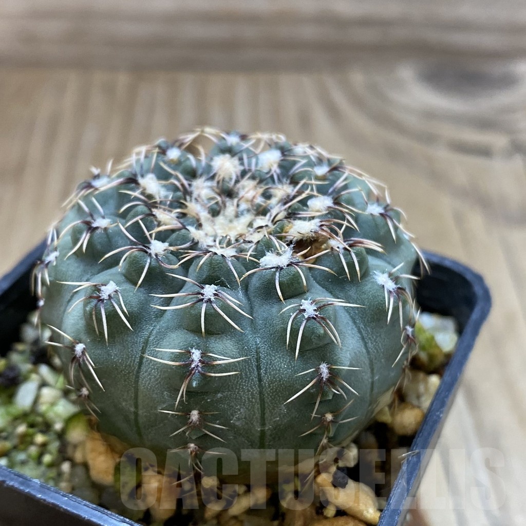 SH2453 Gymnocalycium stellatum v. zantnerianum VG 342 - Obrázek 2