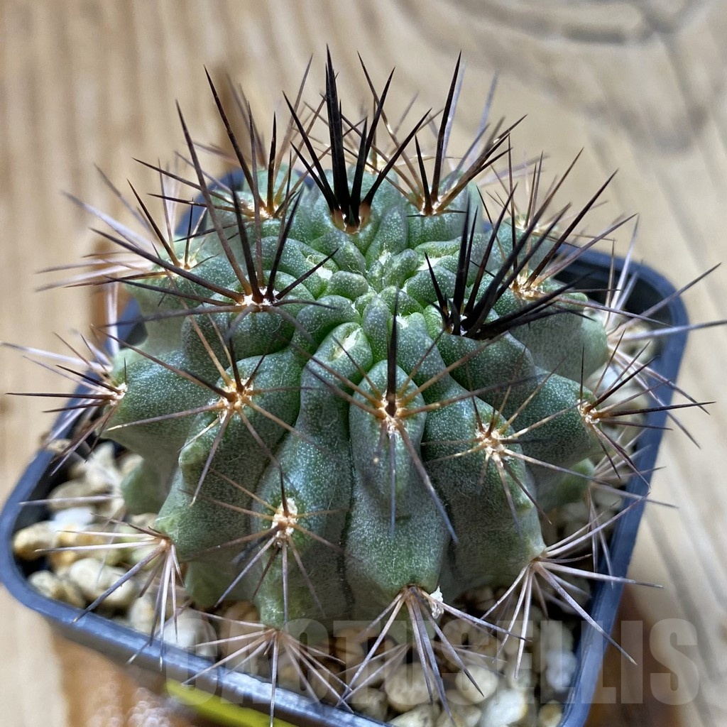 SH2618 Horridocactus curvispinus