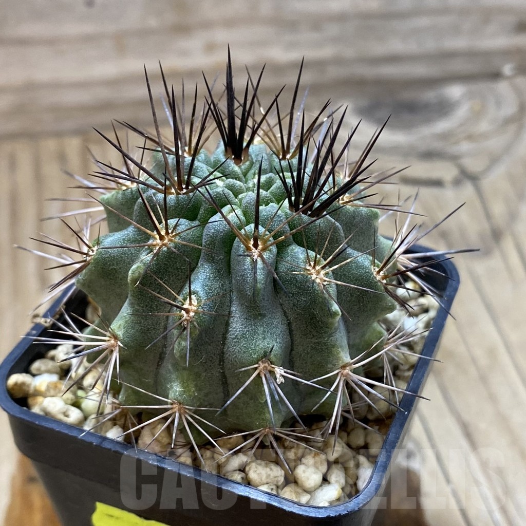 SH2618 Horridocactus curvispinus - Obrázek 2
