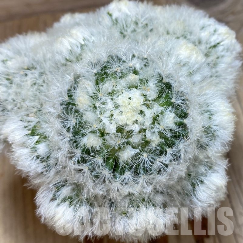 SH1915 Mammillaria plumosa