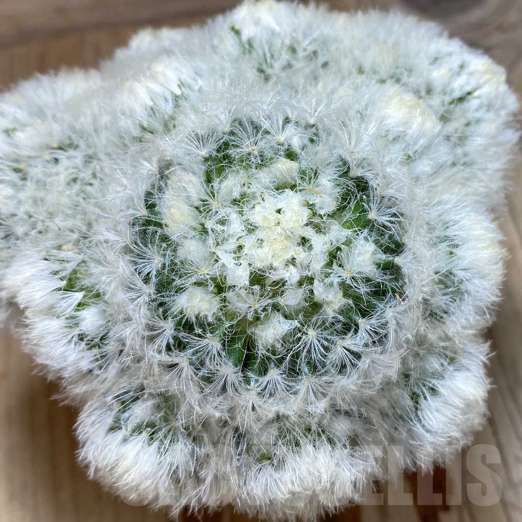 SH1915 Mammillaria plumosa