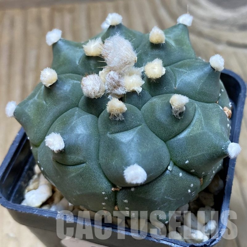 SH20972 Astrophytum asterias ‘Kikko'