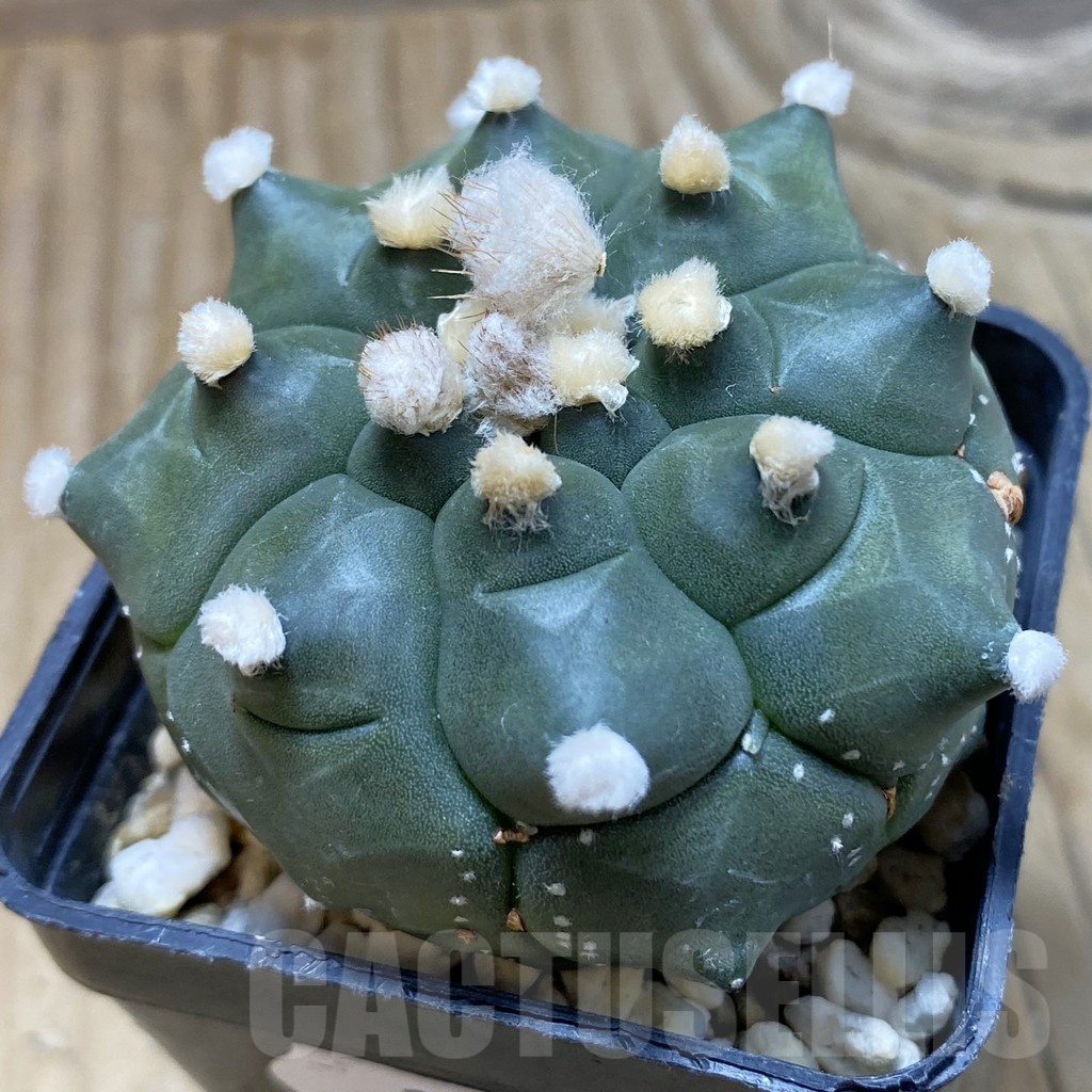 SH20972 Astrophytum asterias ‘Kikko'